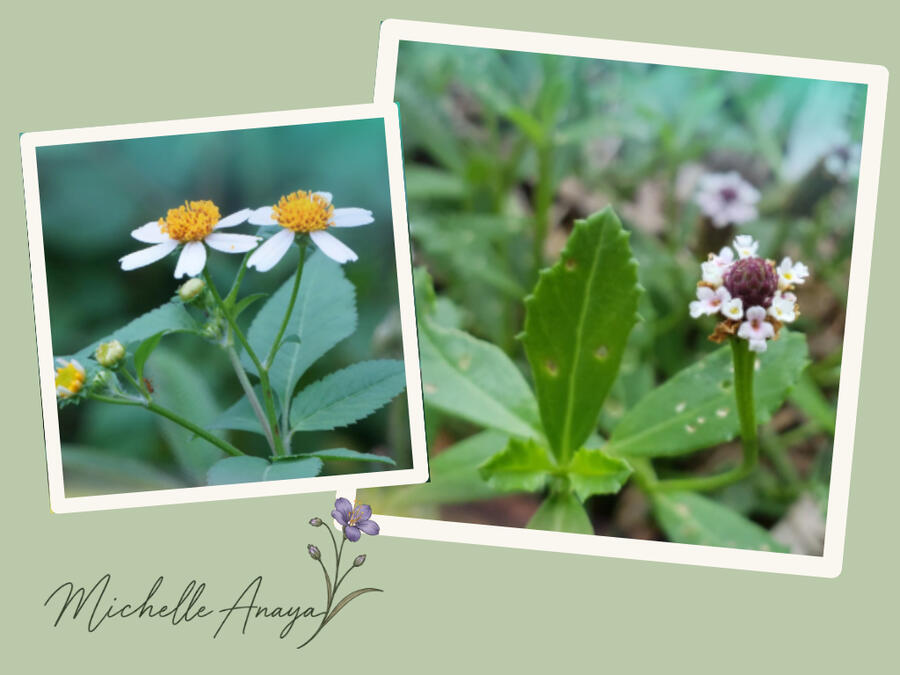 Collage of white and pale purple flowers from Michelle Anaya’s garden, with her botanical signature.
